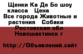 Щенки Ка Де Бо шоу класса › Цена ­ 60 000 - Все города Животные и растения » Собаки   . Ростовская обл.,Новошахтинск г.